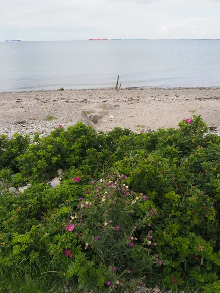 Halshuisene + Enebaerodde Beach (Denemarken)